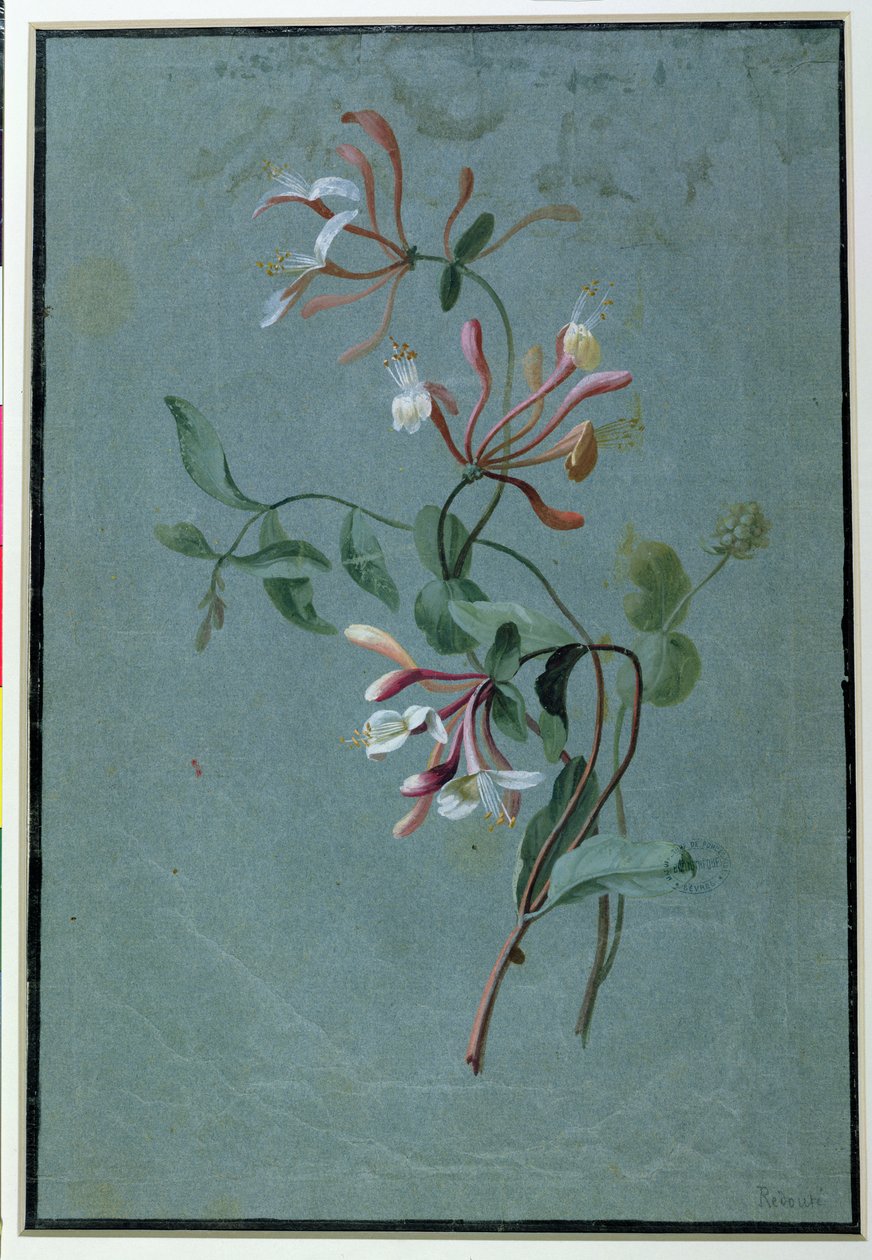 Kamperfoelie door Pierre Joseph Redouté