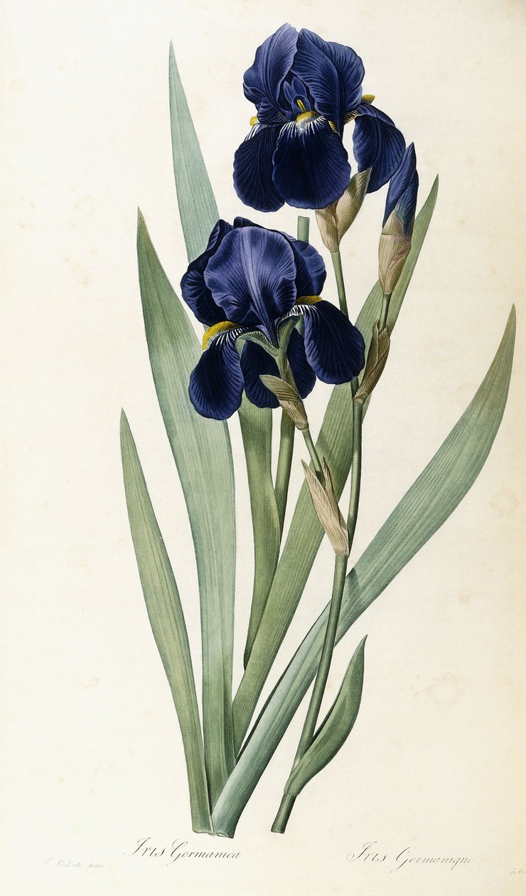 Iris Germanica door Pierre Joseph Redouté