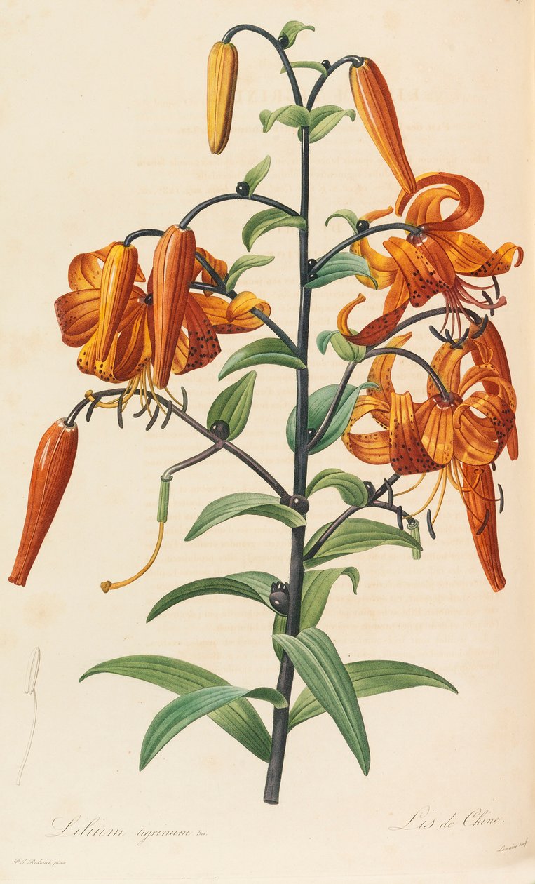Les liliacées, 1804-1815 door Pierre Joseph Redouté