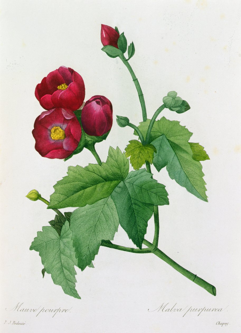 Malva Purpurea door Pierre Joseph Redouté