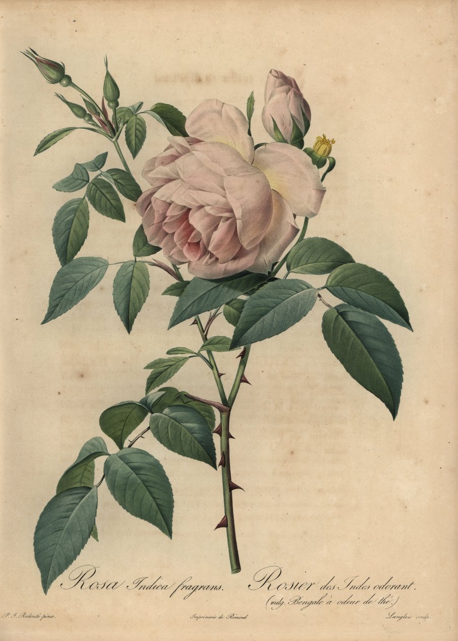 Lichtroze theegeurende roos, Rosa odorata door Pierre Joseph Redouté
