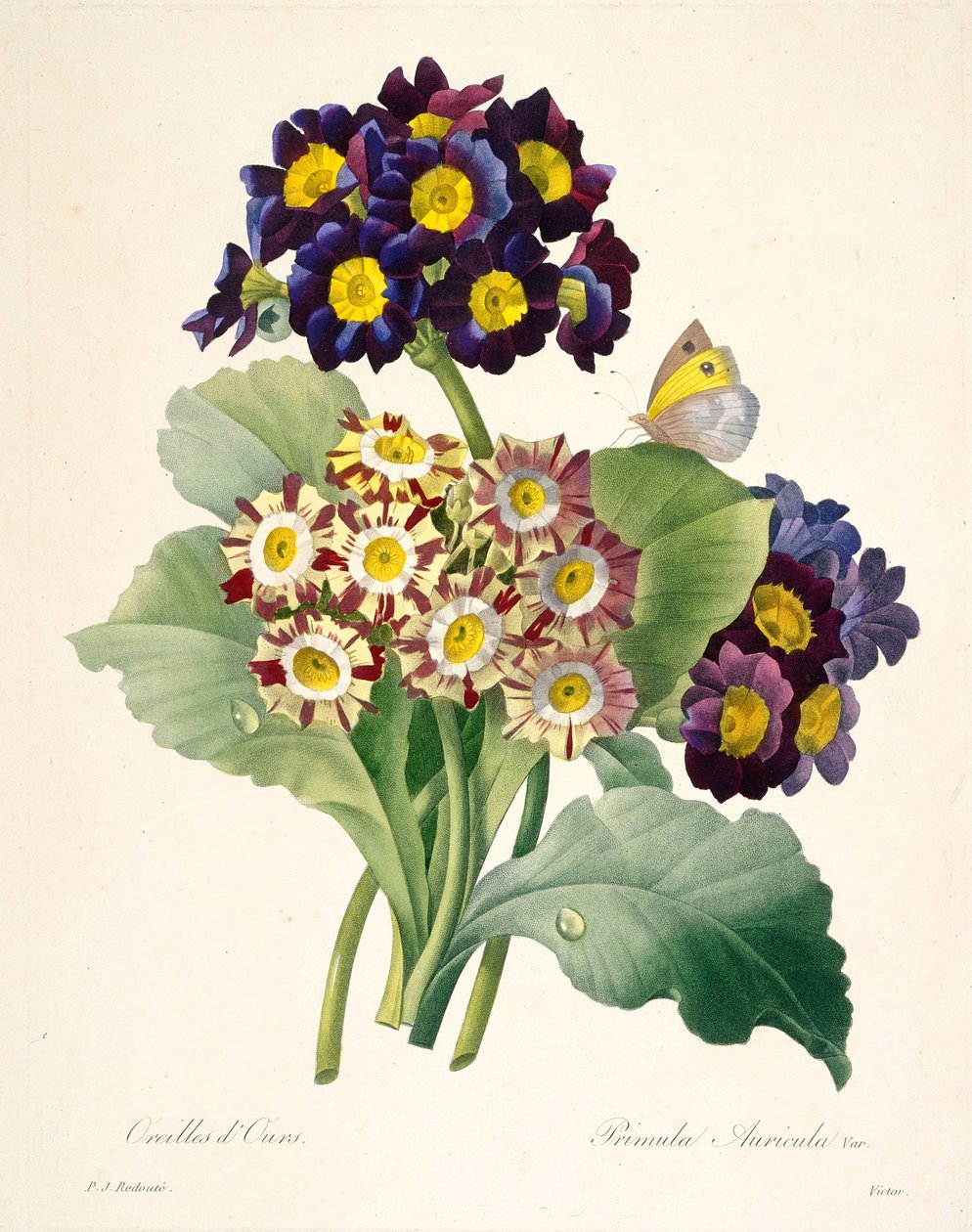 Primula auricula sleutelbloemen door Pierre Joseph Redouté