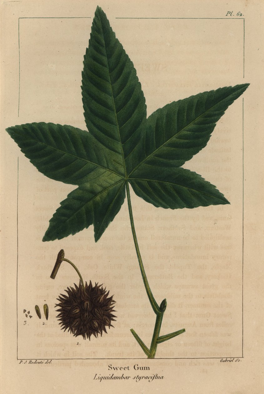 Amberboom, Liquidambar styraciflua door Pierre Joseph Redouté