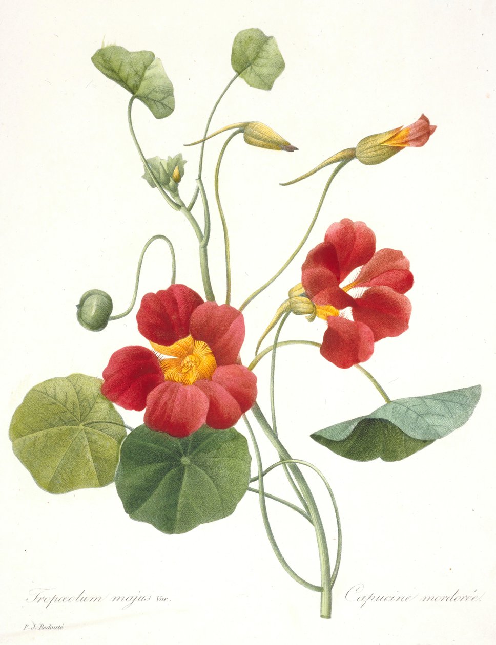 Tropaeolum majus Tuinnasturtium door Pierre Joseph Redouté