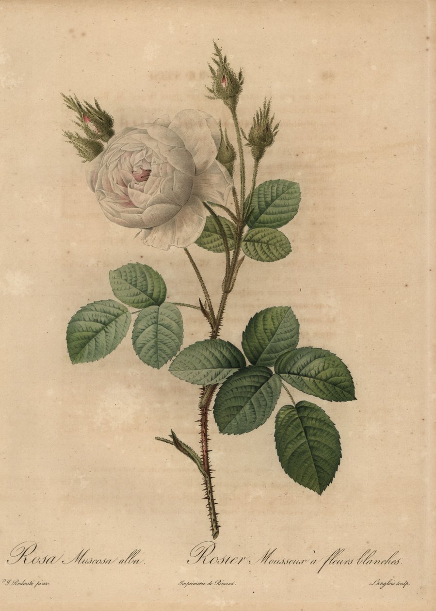 Witte koolroos, Rosa muscosa alba door Pierre Joseph Redouté