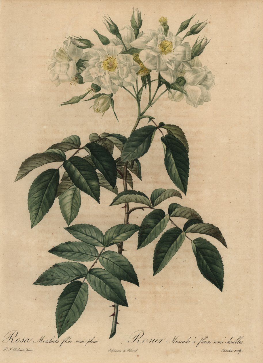 Witte muskusroos, Rosa moschata door Pierre Joseph Redouté