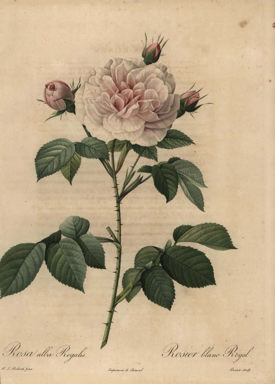Witte rooshybride Royal, Rosa alba door Pierre Joseph Redouté