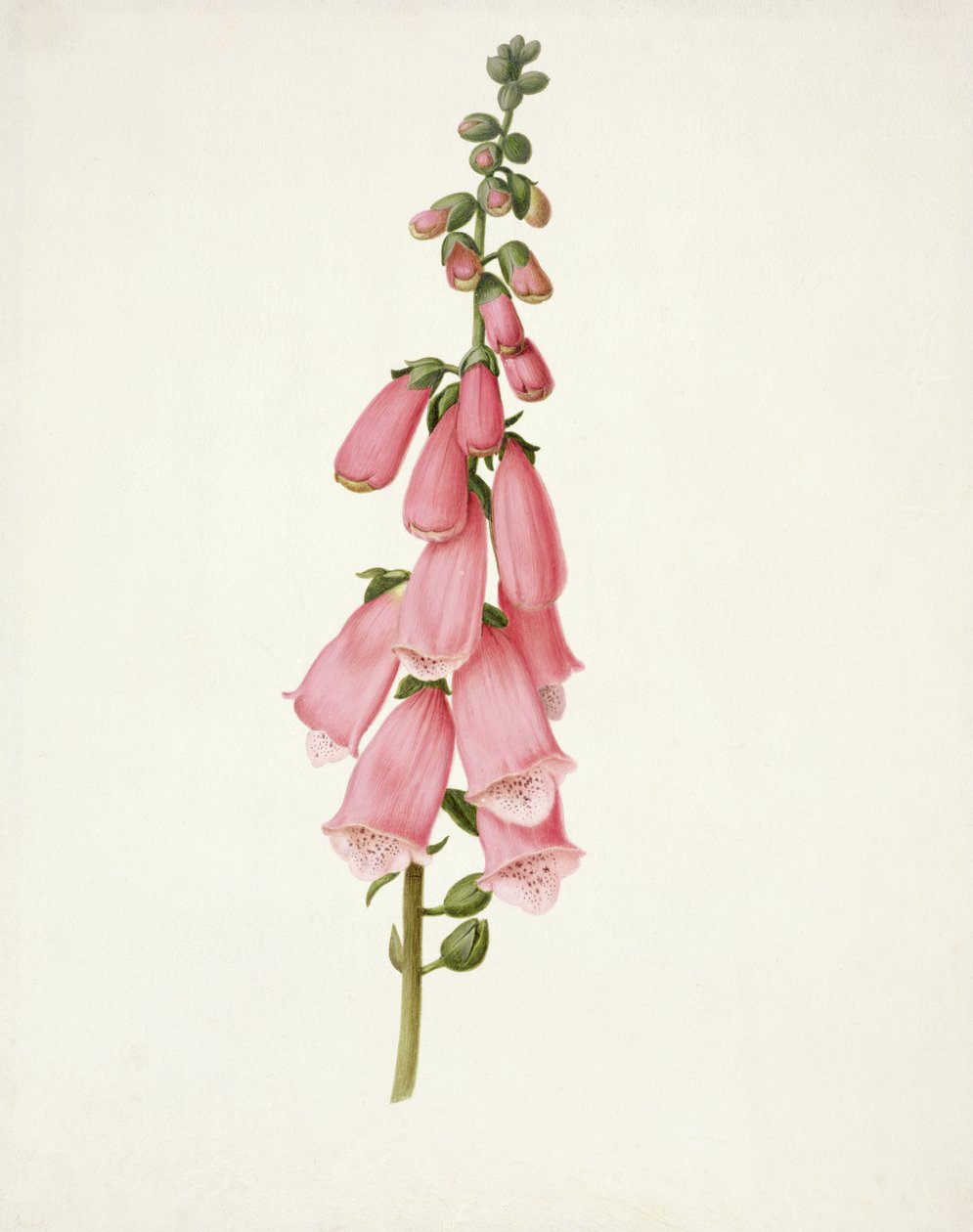 PD.101-1973f.50 Vingerhoedskruid (Digitalis purpura) door Pieter Withoos
