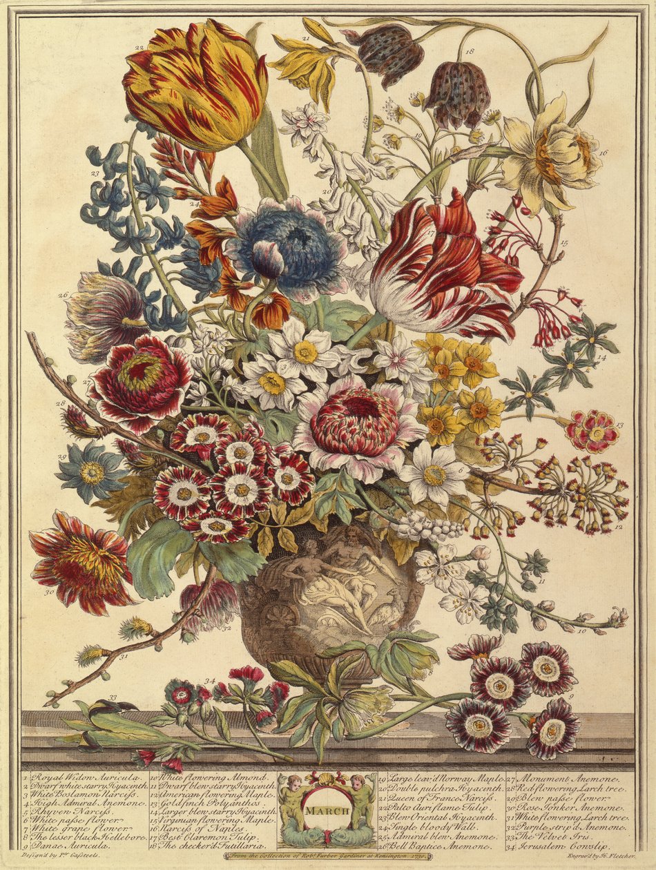 Maart, uit Twaalf Maanden Bloemen door Robert Furber (c.1674-1756) gegraveerd door Henry Fletcher (kleurgravure) door Pieter after Casteels