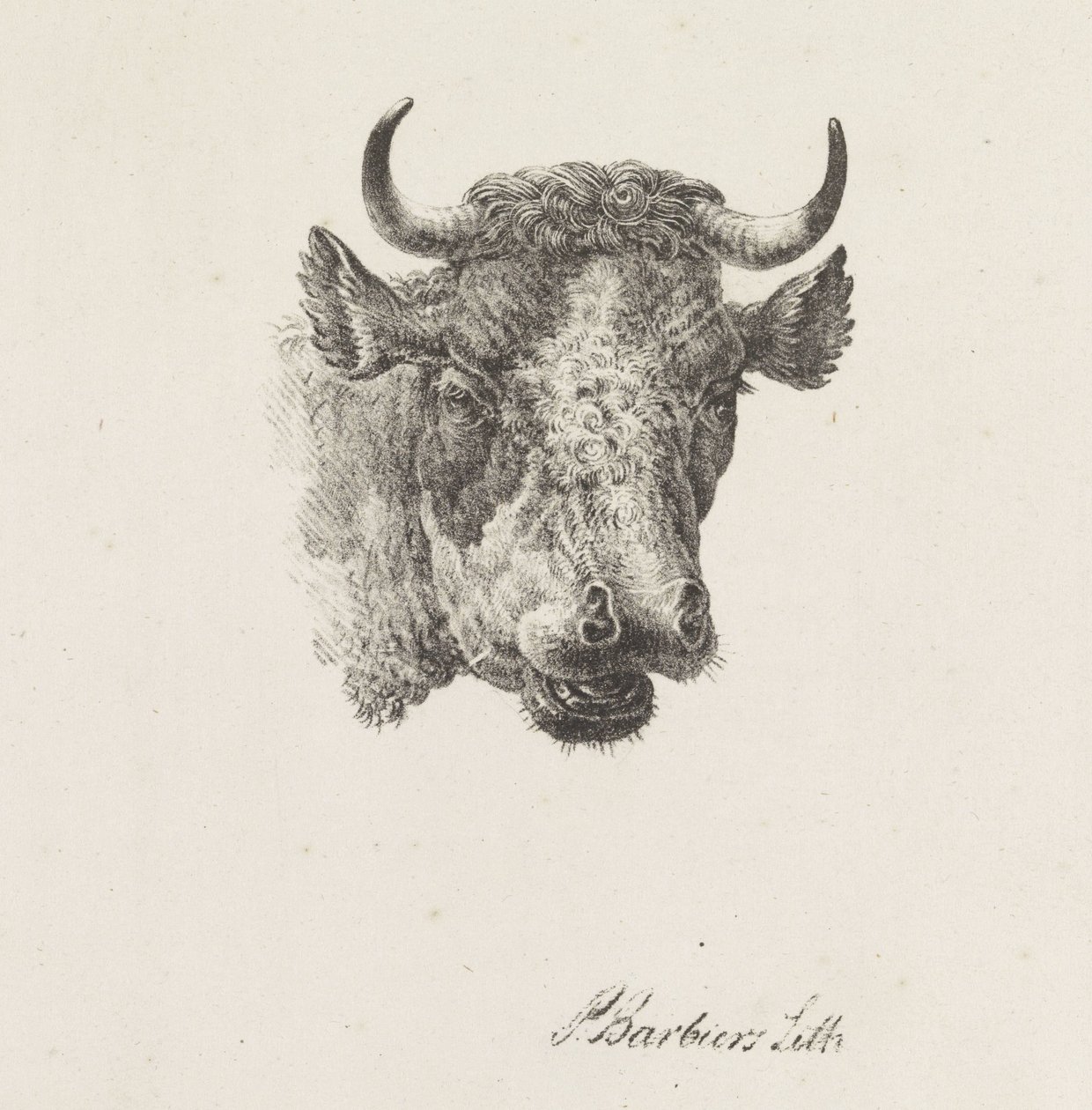 Stierenkop door Pieter Bartholomeusz. Barbiers