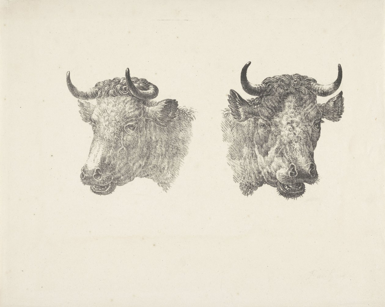 Twee stierenkoppen door Pieter Bartholomeusz. Barbiers