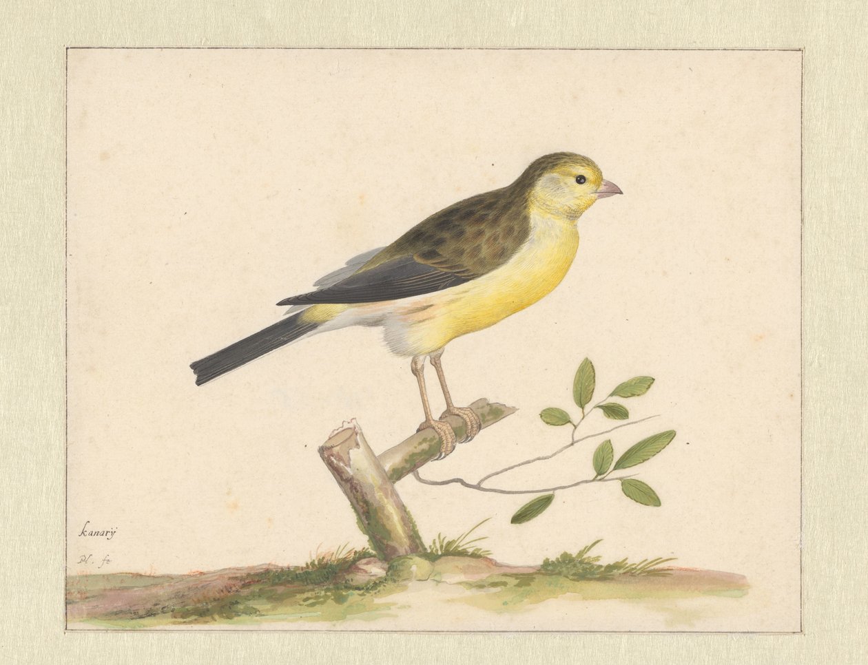 Wilde kanarie door Pieter Holsteyn (I)