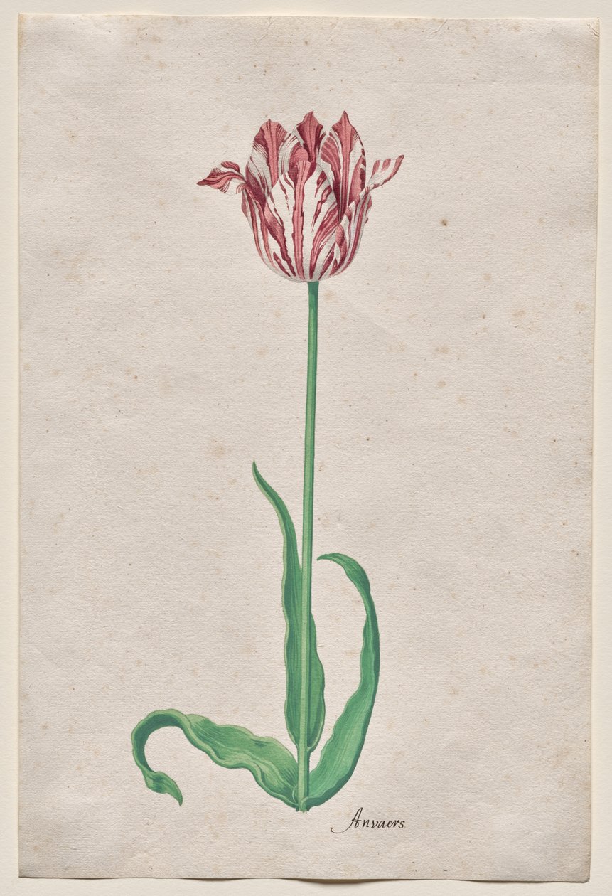 Studie van een Tulp (Anvaers) door Pieter Holsteyn II