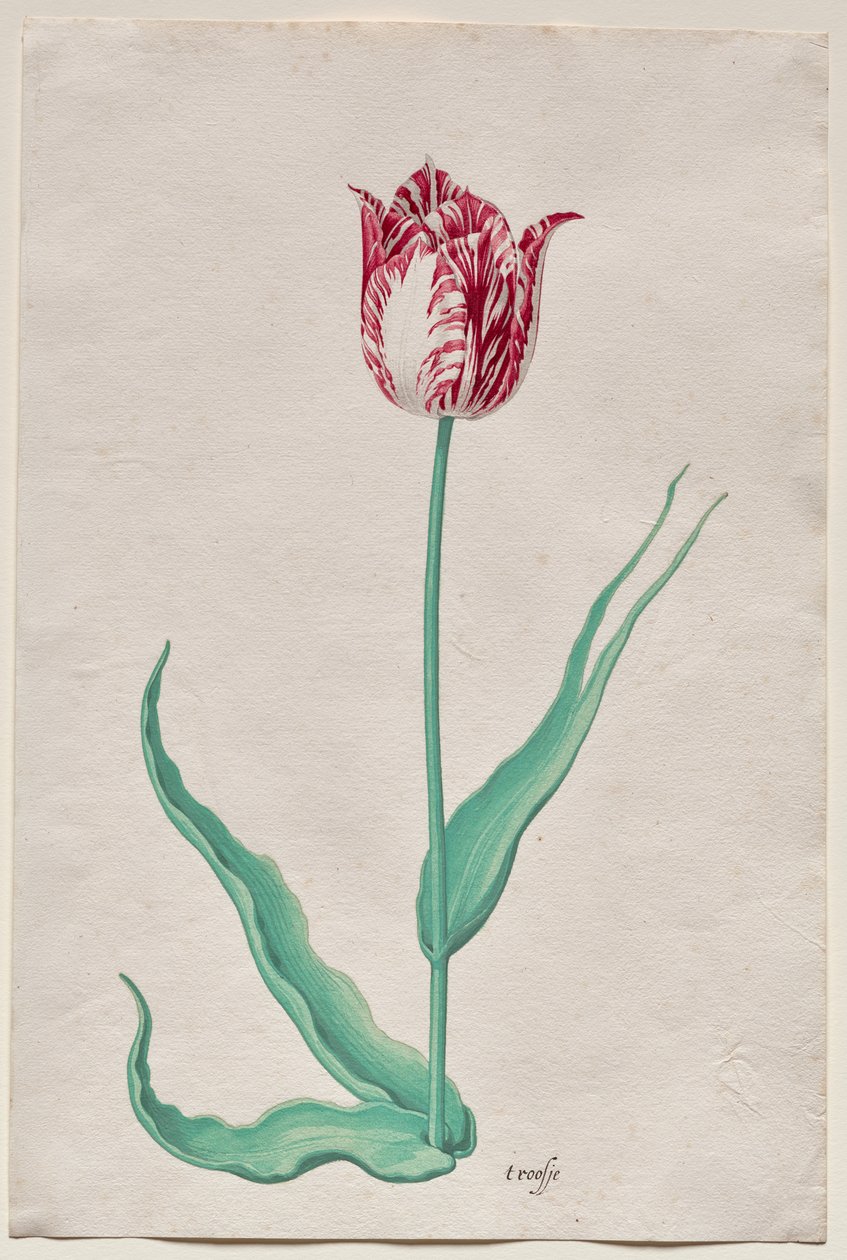 Studie van een Tulp (