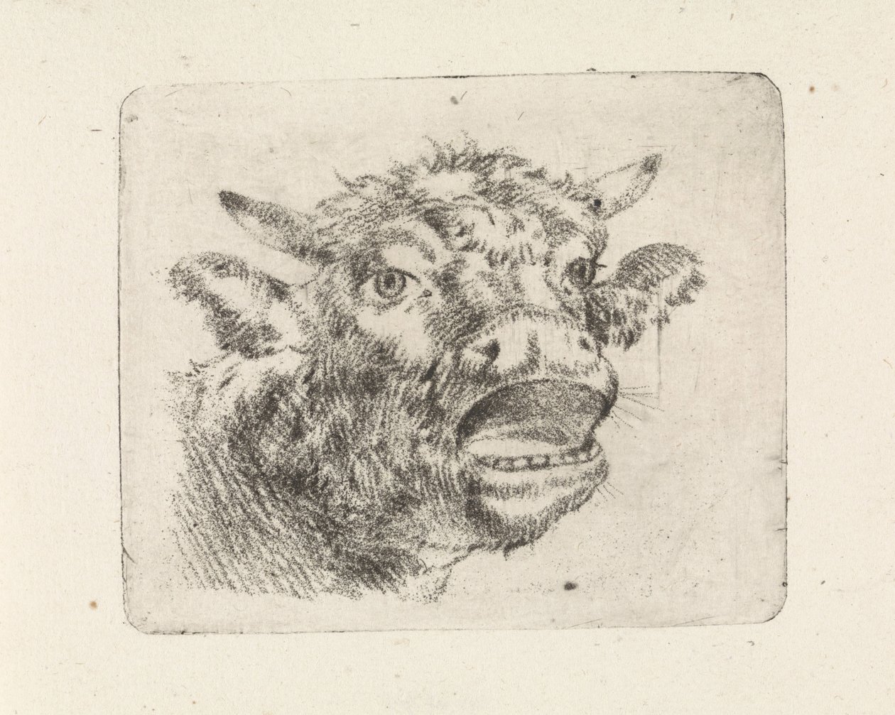 Koeienkop, loeiend door Pieter Janson
