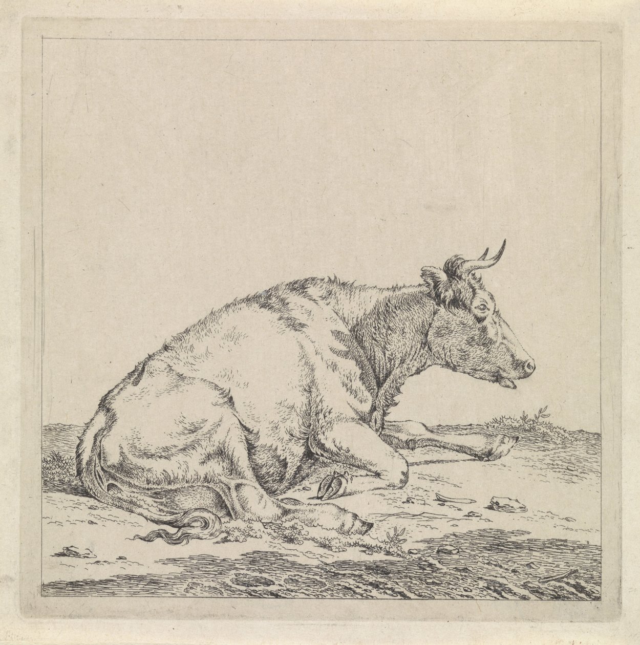 Liggende koe, naar rechts door Pieter Janson