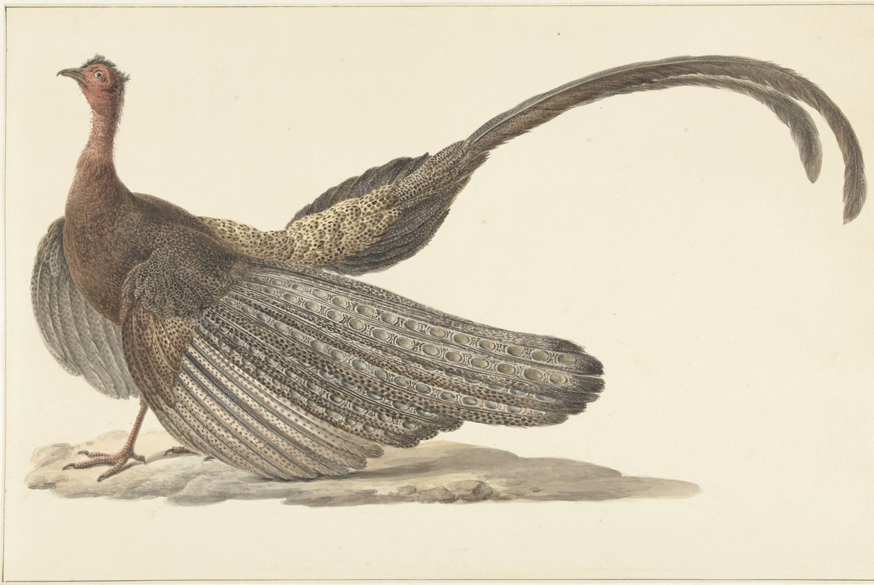 Argusfazant door Pieter Pietersz. Barbiers