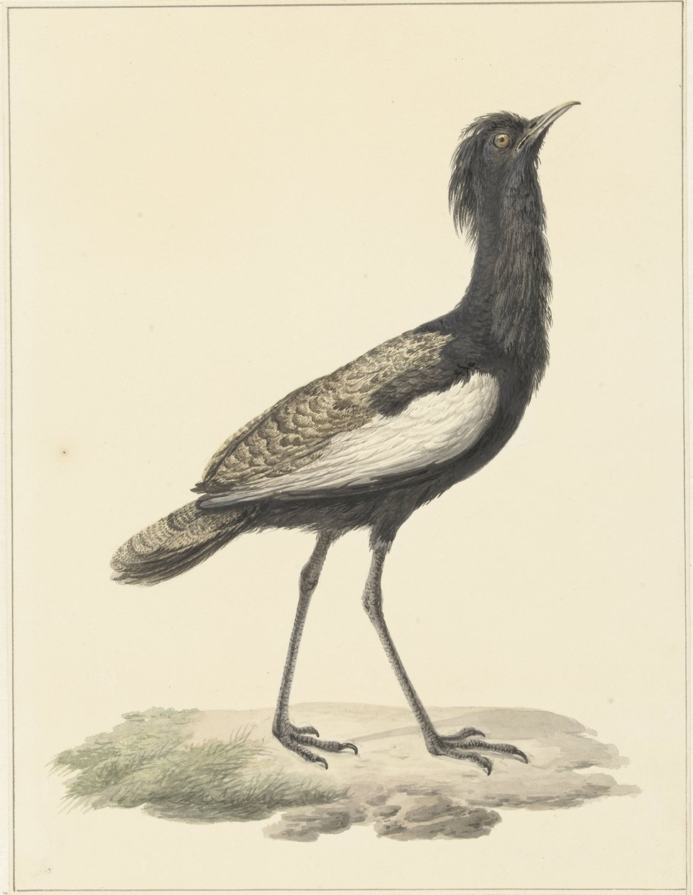 Baardtrap door Pieter Pietersz. Barbiers