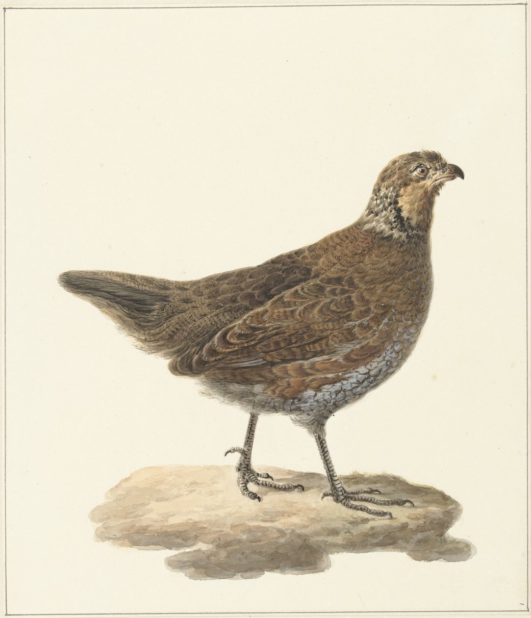 Bobwhite (Colinus virginianus) door Pieter Pietersz. Barbiers