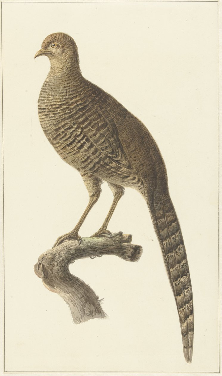 Goudfazant, hen door Pieter Pietersz. Barbiers