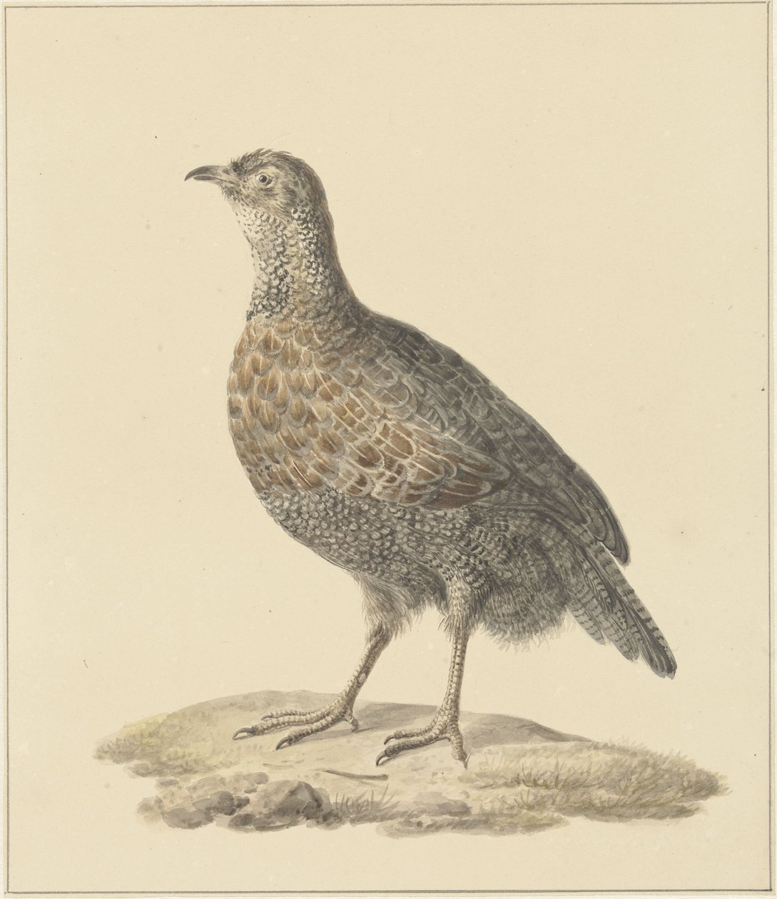 Patrijs (?) door Pieter Pietersz. Barbiers