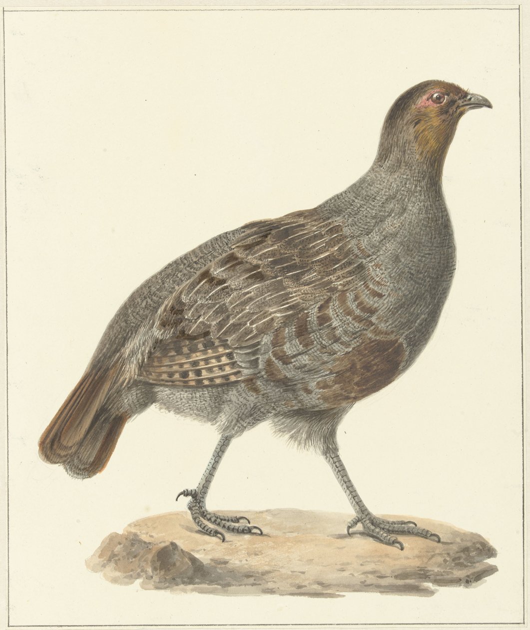 Patrijs door Pieter Pietersz. Barbiers