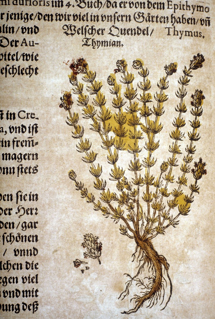 Tijm (Thymus) - In 