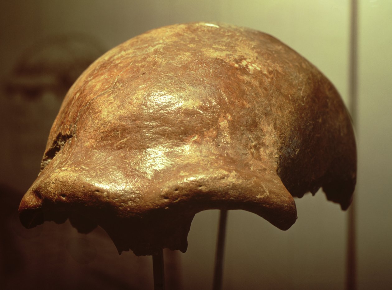 Schedel van een Neanderthaler door Prehistoric