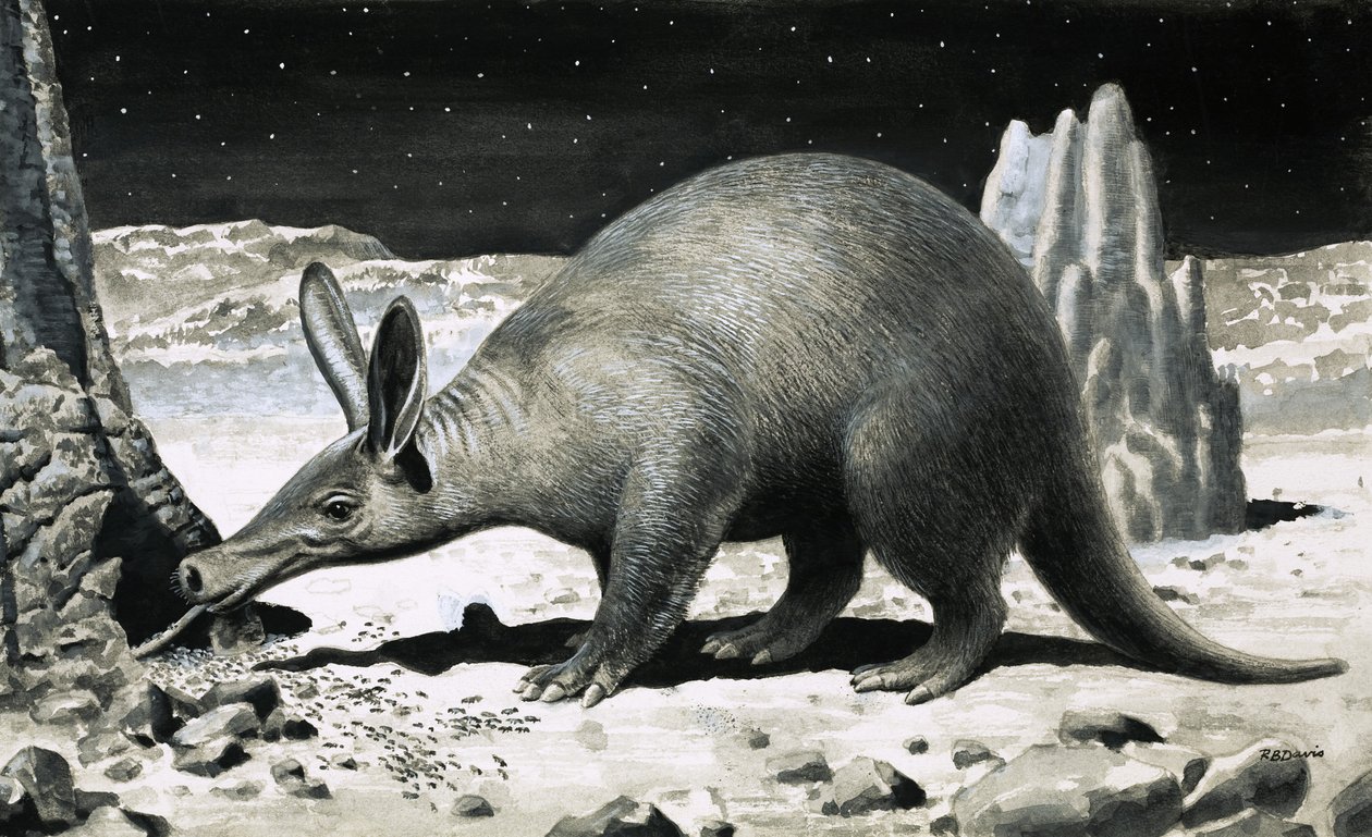 Aardvarken door R.B. Davis