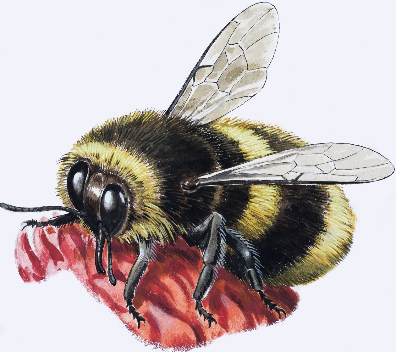 Honingbij (gouache op papier) door R.B. Davis