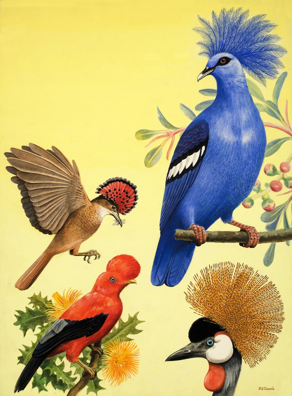Natuurwonderland: Vogels met kronen door R.B. Davis