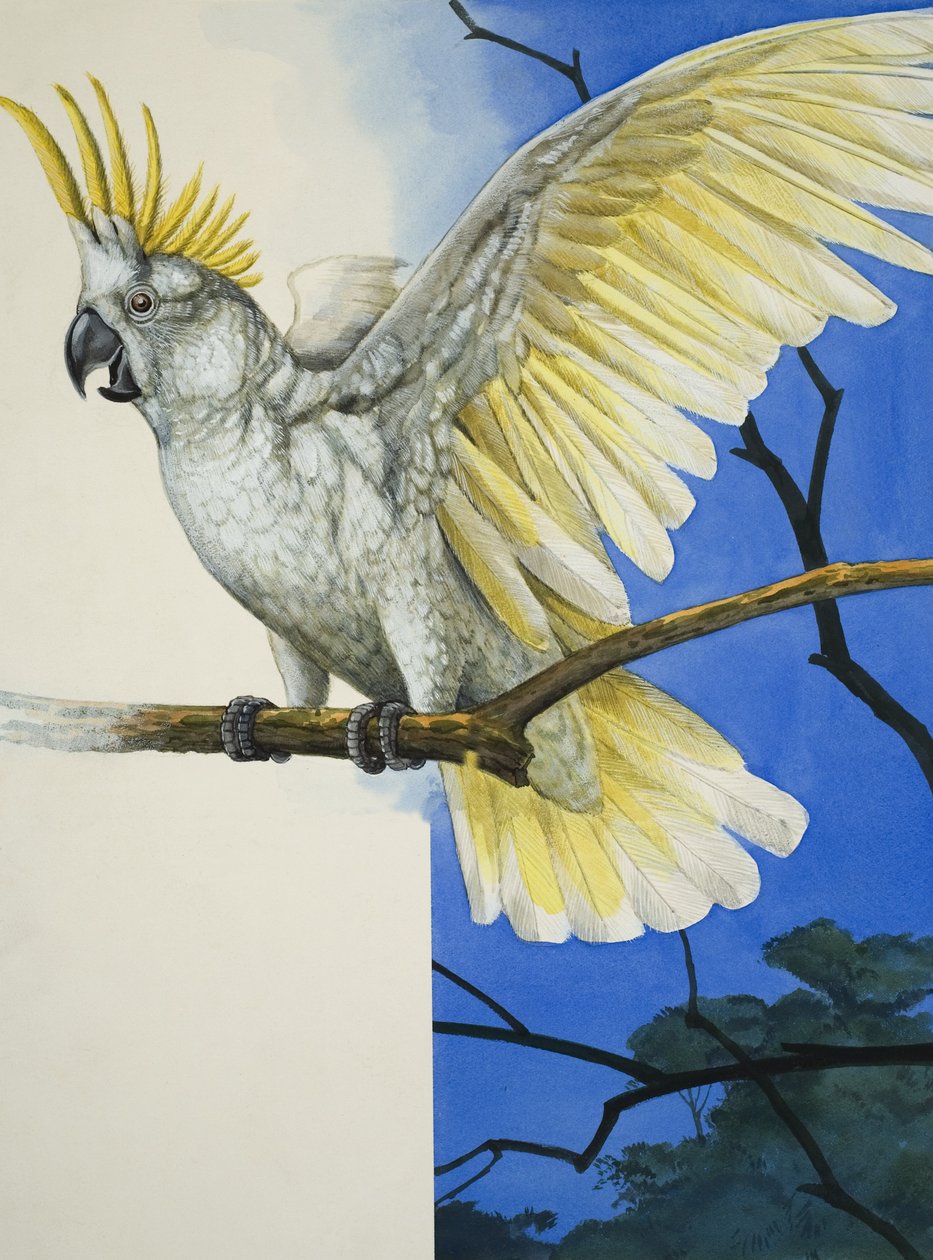 Sulphur-Crested Cockatoo (gouache op papier) door R.B. Davis