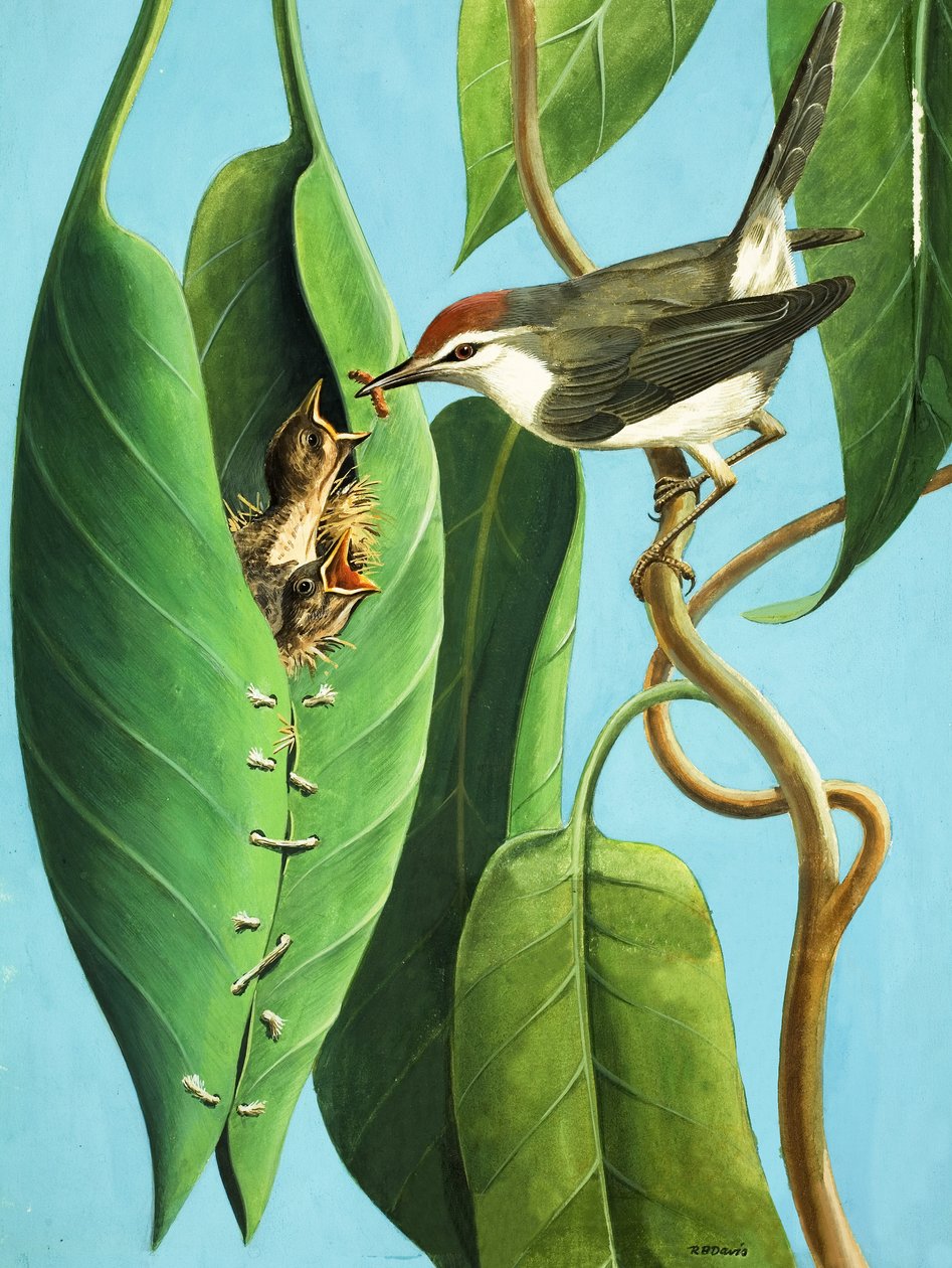 De kleermakersvogel door R.B. Davis