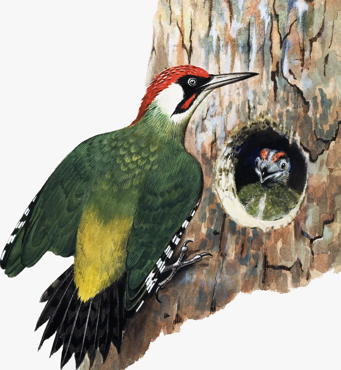 Specht en kuiken (gouache op papier) door R.B. Davis