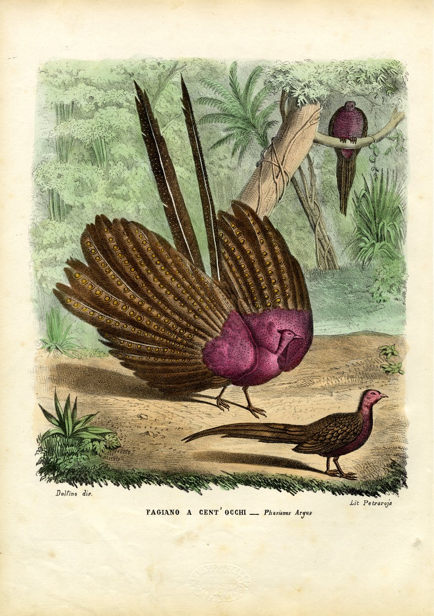 Argusfazant, 1863-79 door Raimundo Petraroja