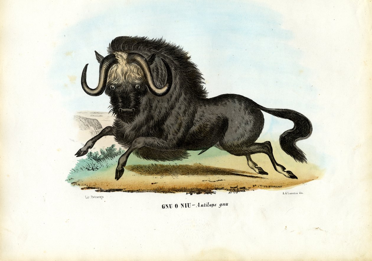 Zwarte Wildebeest, 1863-79 door Raimundo Petraroja