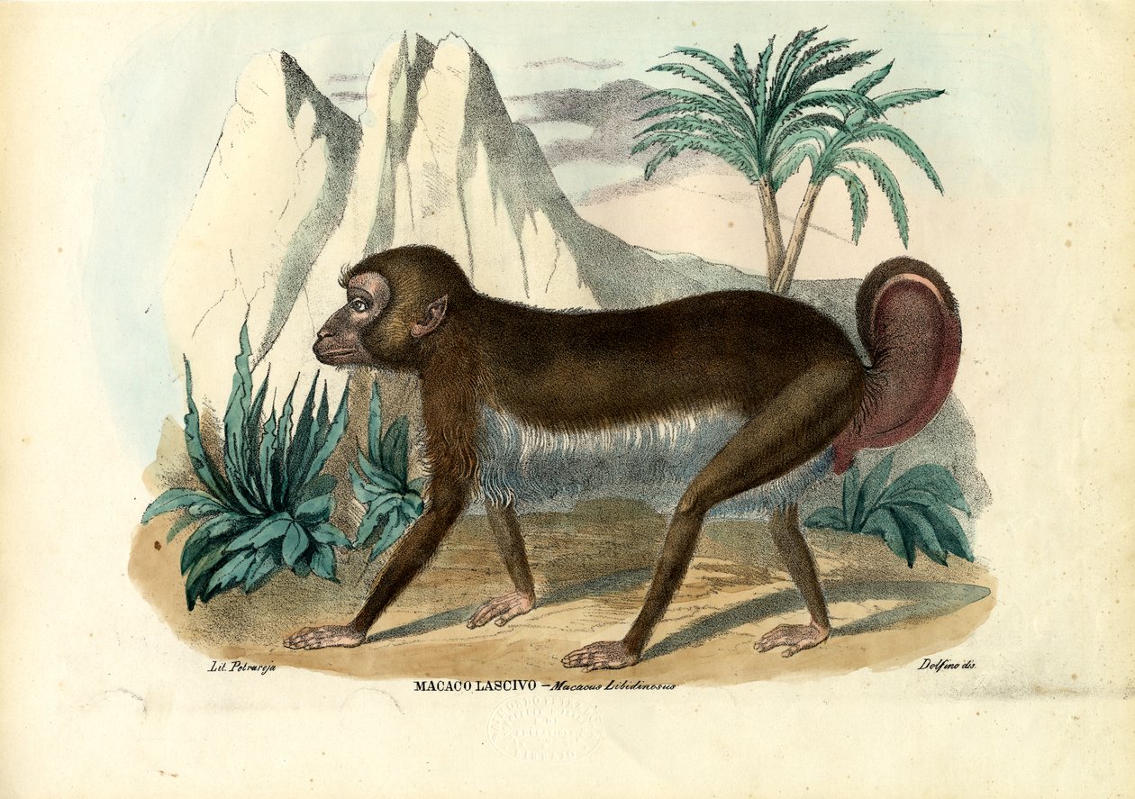 Zwartgestreepte kapucijnaap, 1863-79 door Raimundo Petraroja