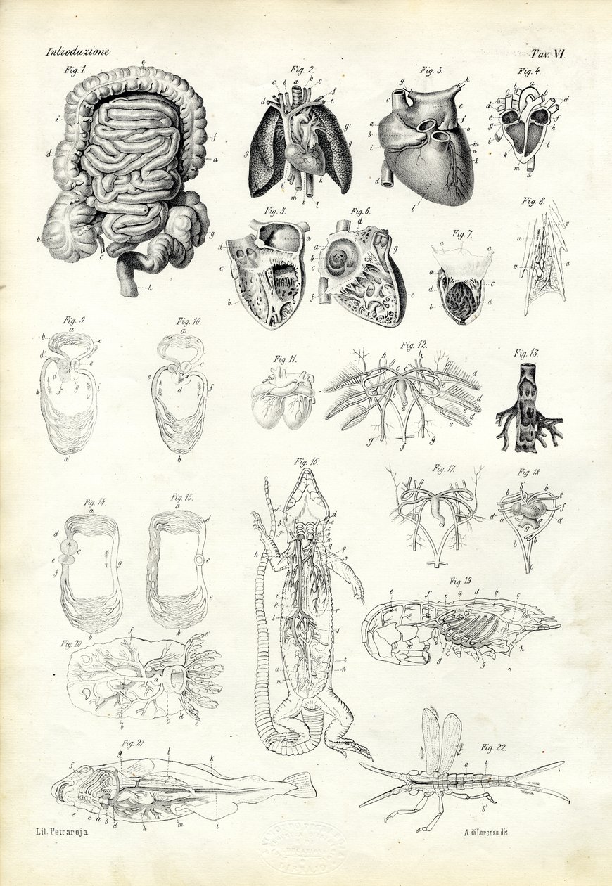 Bloed Systeem, 1863-79 door Raimundo Petraroja