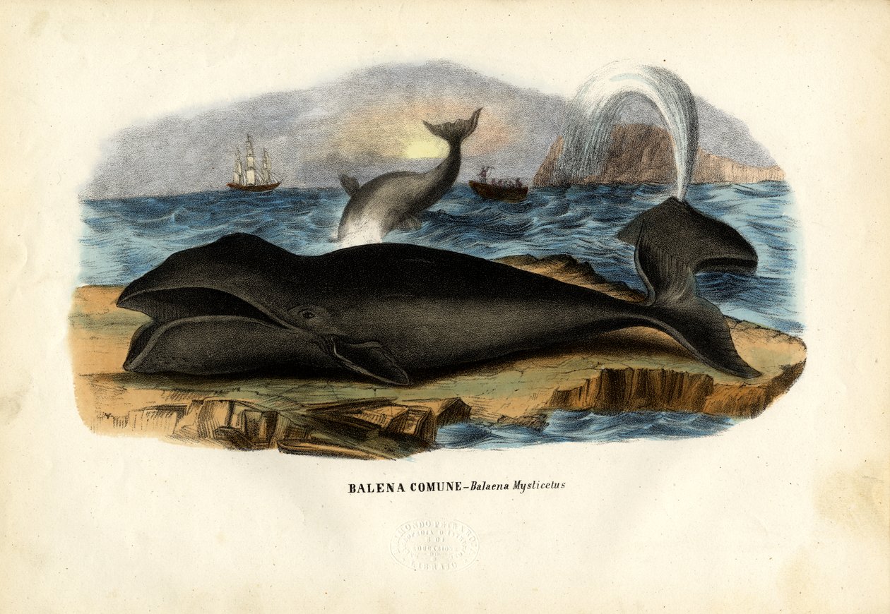 Groenlandse Walvis, 1863-79 door Raimundo Petraroja