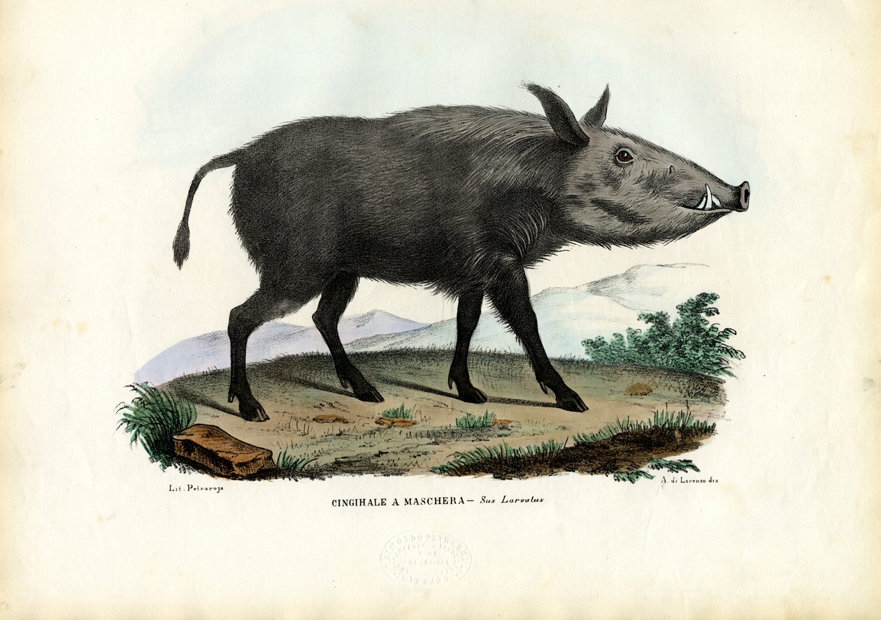 Bosvarken, 1863-79 door Raimundo Petraroja