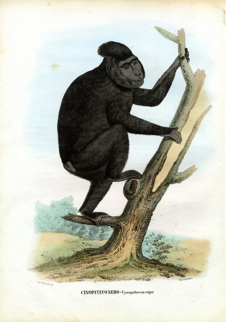 Celebes-aap, 1863-79 door Raimundo Petraroja