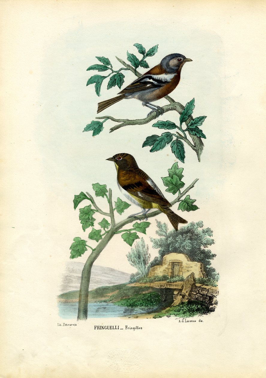 Vink, 1863-79 door Raimundo Petraroja