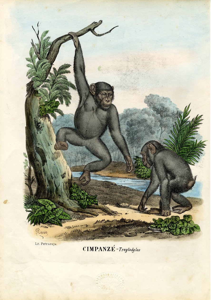 Chimpanzee, 1863-79 door Raimundo Petraroja