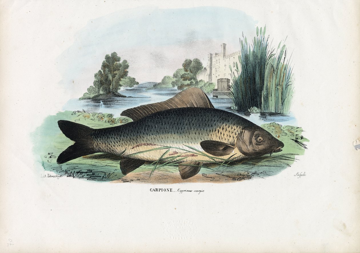 Gewone karper, 1863-79 door Raimundo Petraroja