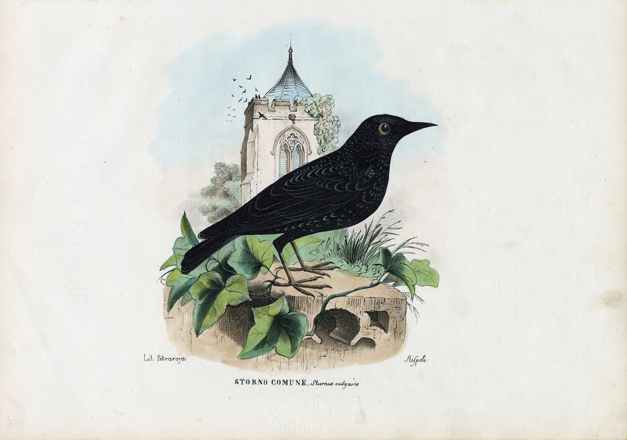 Spreeuw, 1863-79 door Raimundo Petraroja