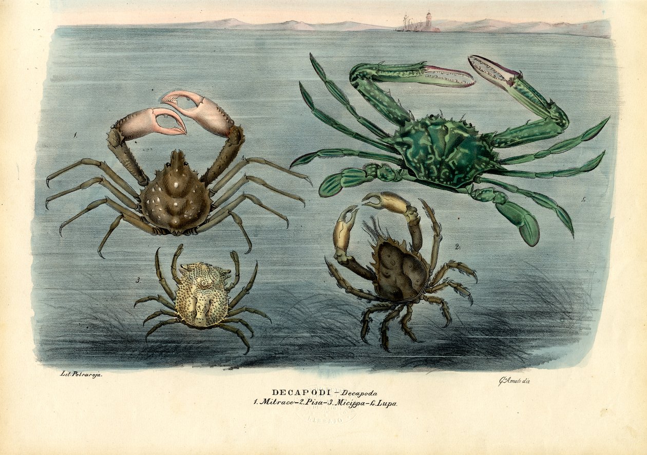 Schaaldieren, 1863-79 door Raimundo Petraroja