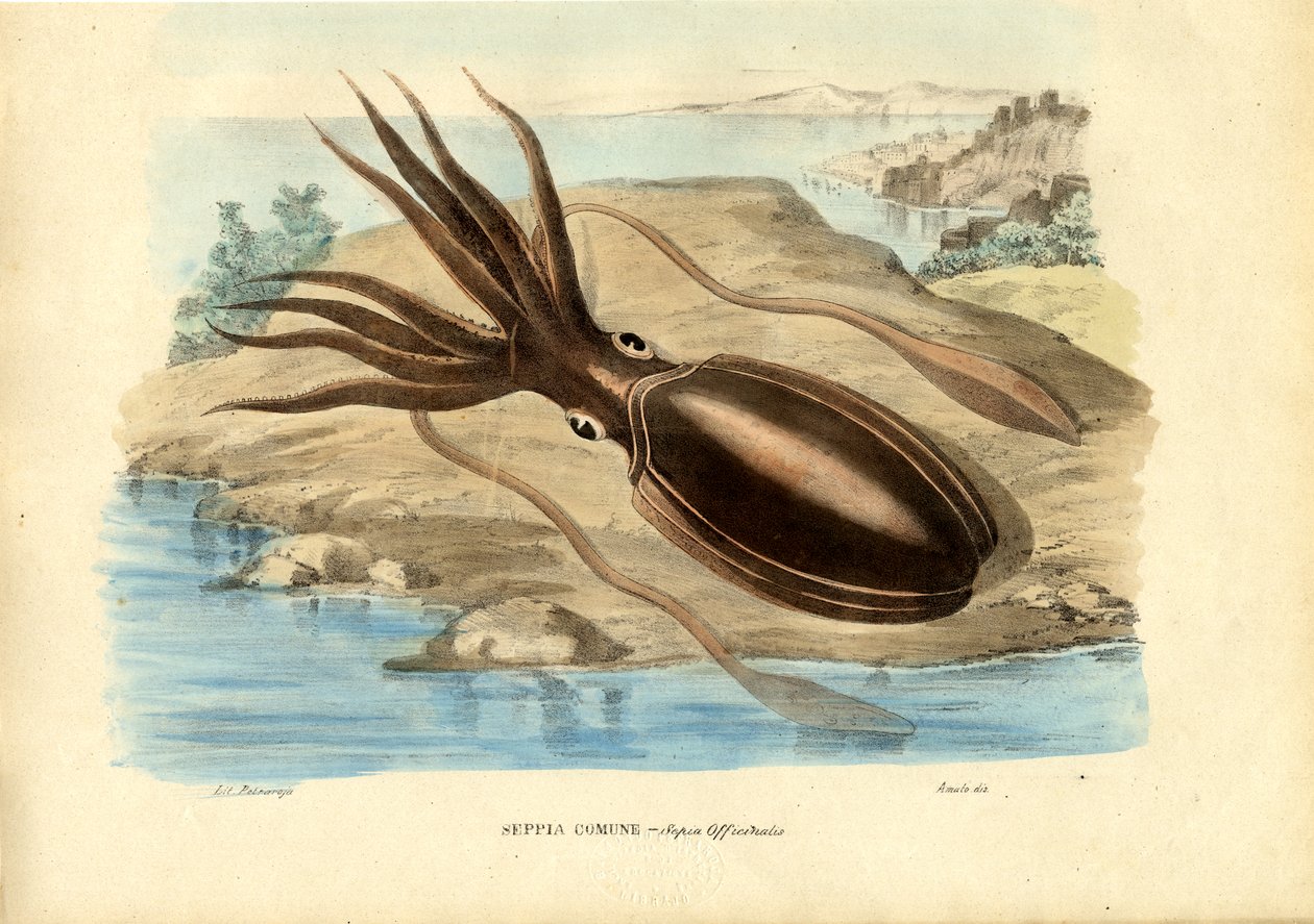 Inktvis, 1863-79 door Raimundo Petraroja