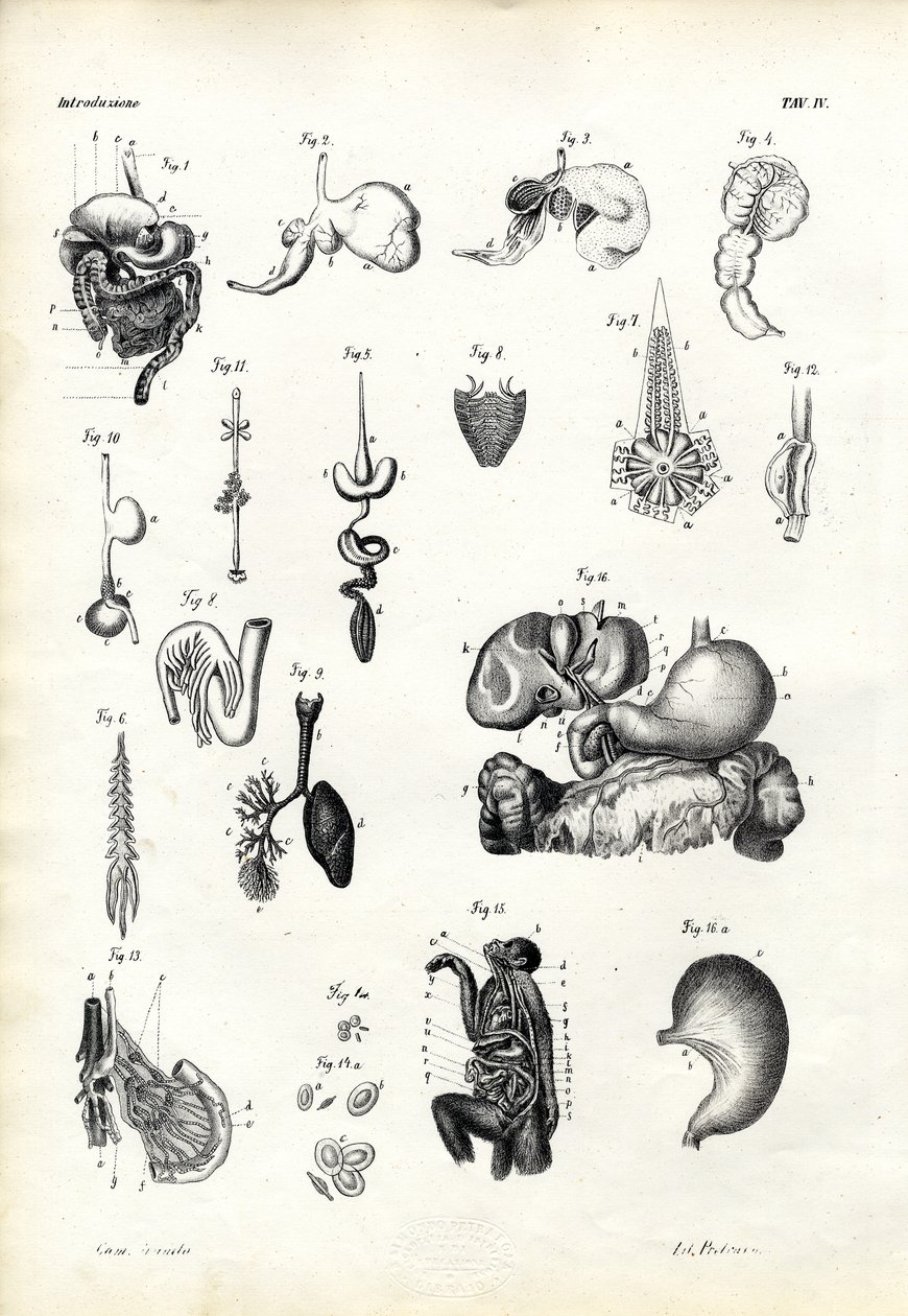 Spijsverteringsorganen, 1863-79 door Raimundo Petraroja