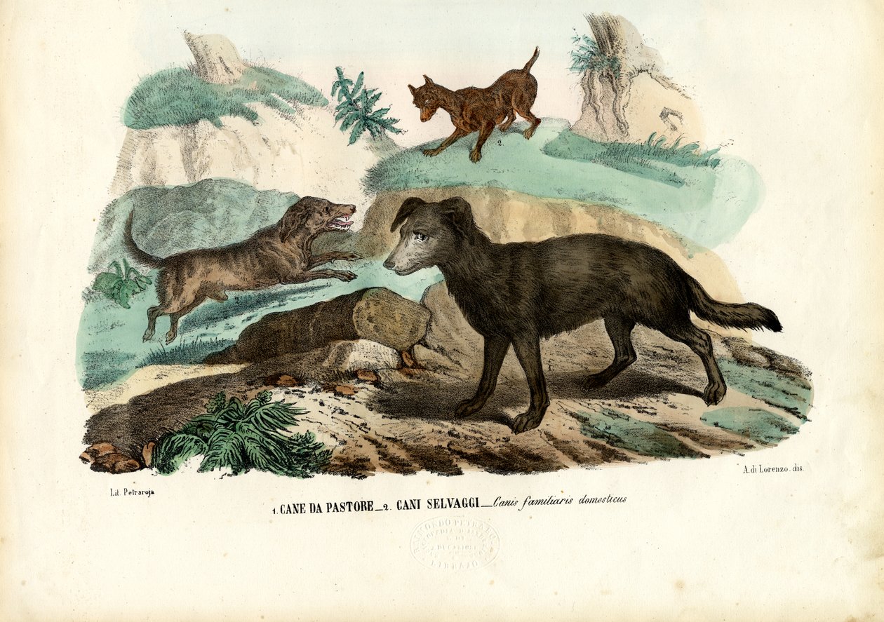 Honden, 1863-79 door Raimundo Petraroja