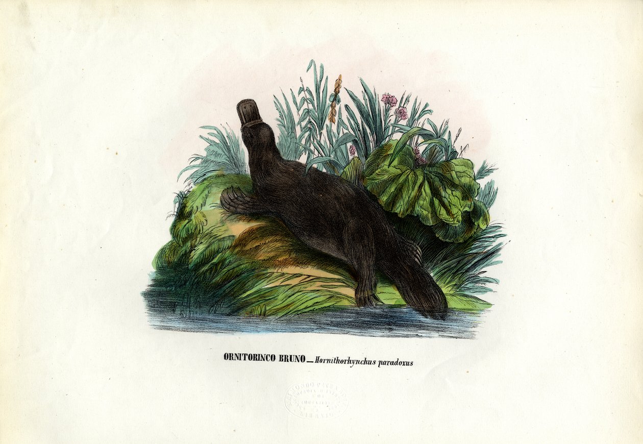 Vogelbekdier, 1863-79 door Raimundo Petraroja